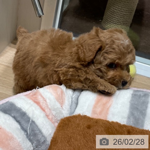 トイ・プードルの写真