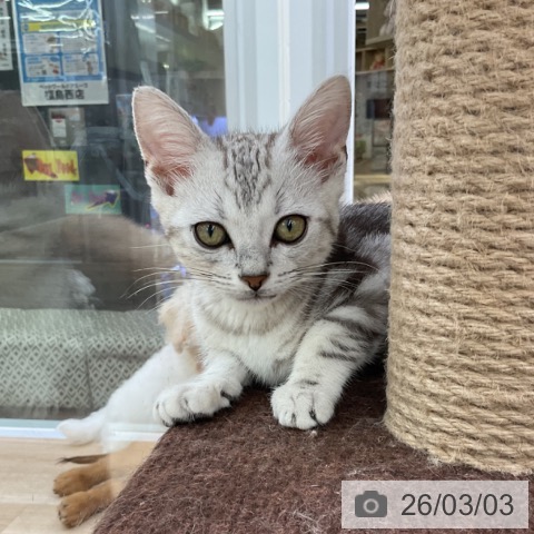 アメリカンショートヘアの写真