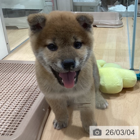 埼玉県の柴犬(標準サイズ) (ペットプラス 羽生店/2025年12月30日生まれ/男の子/赤)の子犬の4枚目の画像