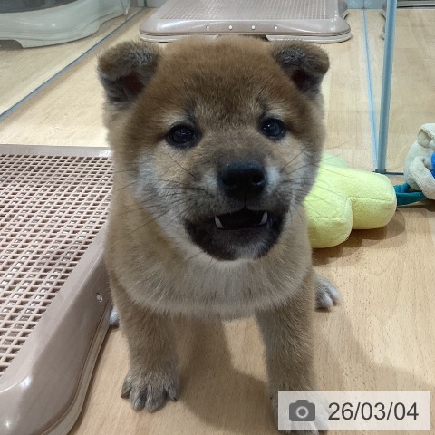 埼玉県の柴犬(標準サイズ) (ペットプラス 羽生店/2025年12月30日生まれ/男の子/赤)の子犬の3枚目の画像