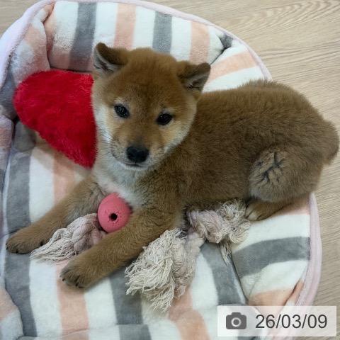 千葉県の柴犬(標準サイズ) (ペットプラス 幕張新都心店/2025年12月30日生まれ/男の子/赤)の子犬の3枚目の画像