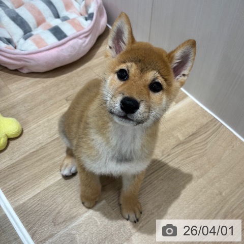 千葉県の柴犬(標準サイズ) (ペットプラス 木更津店/2025年12月30日生まれ/男の子/赤)の子犬の3枚目の画像