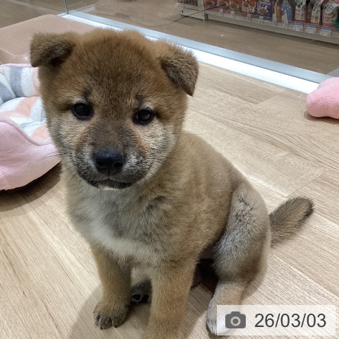 長野県の柴犬(標準サイズ) (ペットプラス 須坂店/2025年12月30日生まれ/女の子/赤)の子犬の4枚目の画像