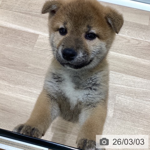 長野県の柴犬(標準サイズ) (ペットプラス 須坂店/2025年12月30日生まれ/女の子/赤)の子犬の3枚目の画像