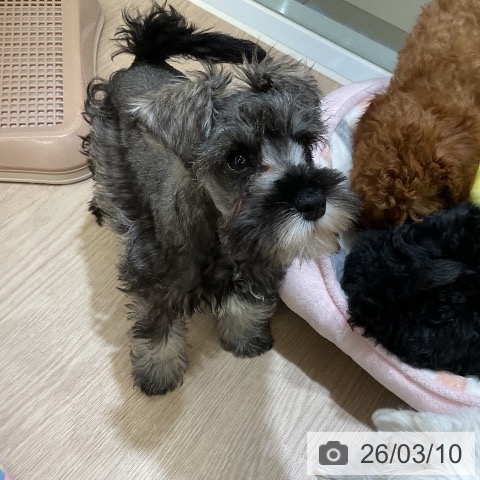 埼玉県のミニチュアシュナウザー (ペットプラス 上尾店/2025年12月25日生まれ/男の子/ソルトペッパー)の子犬の4枚目の画像