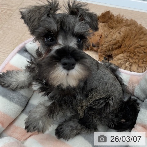 埼玉県のミニチュアシュナウザー (ペットプラス 上尾店/2025年12月25日生まれ/男の子/ソルトペッパー)の子犬の3枚目の画像