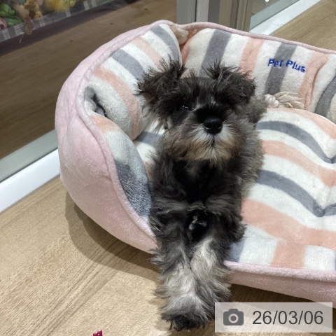 長野県のミニチュアシュナウザー (ペットプラス 須坂店/2025年12月25日生まれ/女の子/ソルトペッパー)の子犬の4枚目の画像