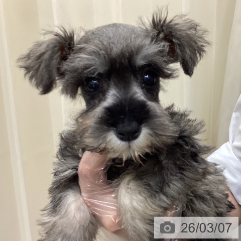 長野県のミニチュアシュナウザー (ペットプラス 須坂店/2025年12月25日生まれ/女の子/ソルトペッパー)の子犬の3枚目の画像