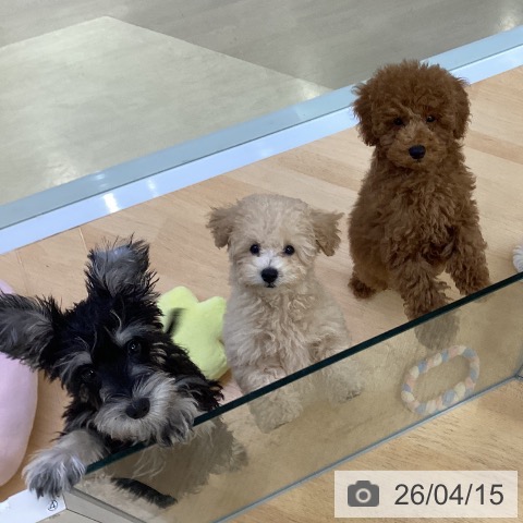 ミニチュア・シュナウザーの写真