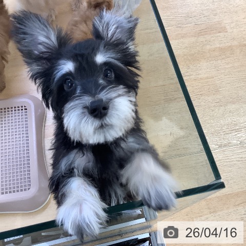 ミニチュア・シュナウザーの写真