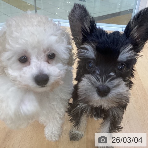 埼玉県のミニチュアシュナウザー (ペットプラス 羽生店/2025年12月30日生まれ/男の子/ブラックシルバー)の子犬の4枚目の画像