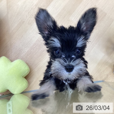 埼玉県のミニチュアシュナウザー (ペットプラス 羽生店/2025年12月30日生まれ/男の子/ブラックシルバー)の子犬の3枚目の画像