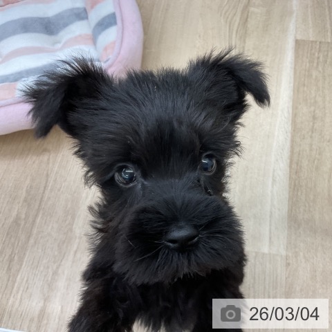 福島県のミニチュアシュナウザー (ペットプラス 福島店/2025年12月30日生まれ/男の子/ブラック)の子犬の4枚目の画像