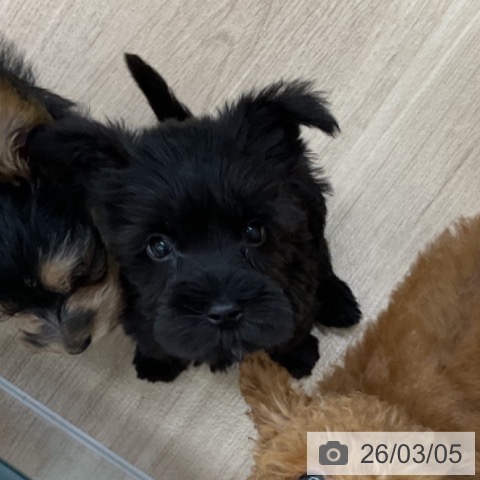 福島県のミニチュアシュナウザー (ペットプラス 福島店/2025年12月30日生まれ/男の子/ブラック)の子犬の3枚目の画像