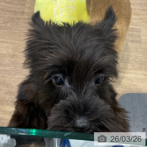 埼玉県のミニチュアシュナウザー (ペッツワン 吉川美南店/2025年12月30日生まれ/男の子/ブラック)の子犬の4枚目の画像