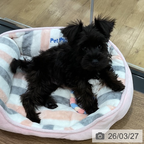 埼玉県のミニチュアシュナウザー (ペッツワン 吉川美南店/2025年12月30日生まれ/男の子/ブラック)の子犬の3枚目の画像