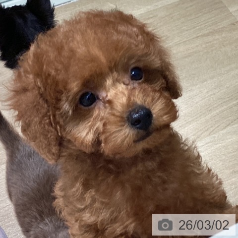 埼玉県のトイプードル(トイ) (ペットプラス イオンモール春日部店/2025年12月22日生まれ/女の子/レッドフォーン)の子犬の4枚目の画像