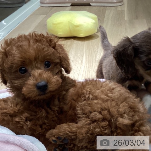 埼玉県のトイプードル(トイ) (ペットプラス イオンモール春日部店/2025年12月22日生まれ/女の子/レッドフォーン)の子犬の3枚目の画像