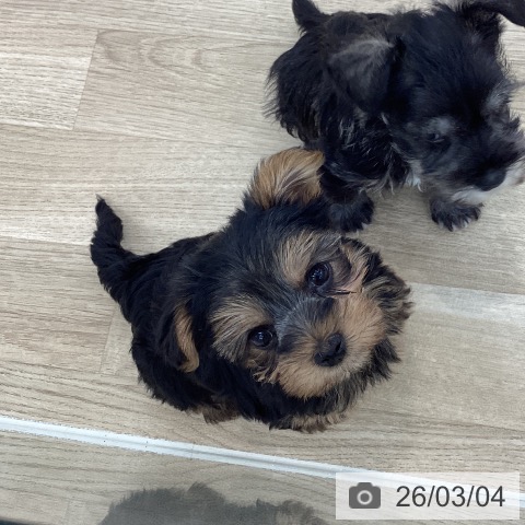 山梨県のヨークシャーテリア (ペットプラス 甲府国母店/2025年12月27日生まれ/男の子/スチールブルータン)の子犬の3枚目の画像