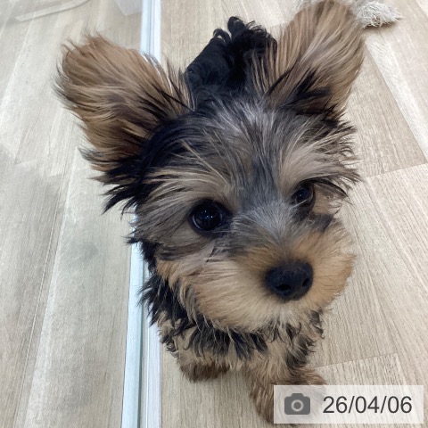 山梨県のヨークシャーテリア (ペットプラス 甲府国母店/2025年12月27日生まれ/男の子/スチールブルータン)の子犬の4枚目の画像