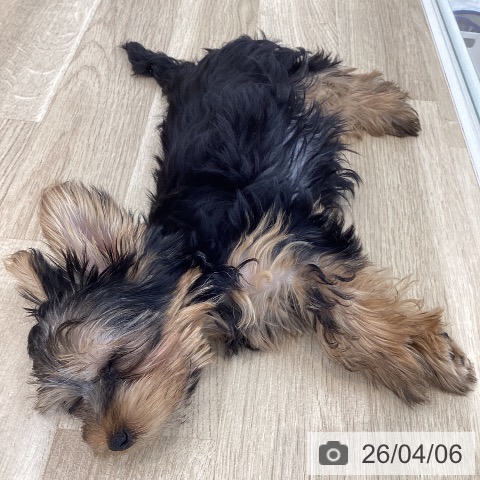 山梨県のヨークシャーテリア (ペットプラス 甲府国母店/2025年12月27日生まれ/男の子/スチールブルータン)の子犬の3枚目の画像