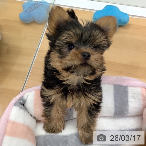 長野県のヨークシャーテリア (ペットプラス 須坂店/2025年12月27日生まれ/男の子/スチールブルータン)の子犬の4枚目の画像