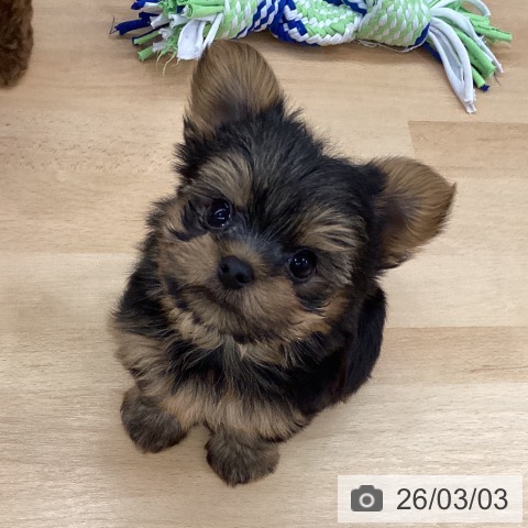 長野県のヨークシャーテリア (ペットプラス 松本店/2025年12月27日生まれ/男の子/スチールブルータン)の子犬の3枚目の画像