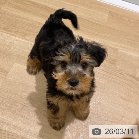 東京都のヨークシャーテリア (ペットプラス MARK IS 葛飾かなまち店/2025年12月31日生まれ/男の子/スチールブルータン)の子犬の4枚目の画像