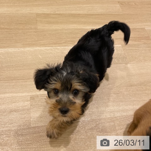 東京都のヨークシャーテリア (ペットプラス MARK IS 葛飾かなまち店/2025年12月31日生まれ/男の子/スチールブルータン)の子犬の3枚目の画像