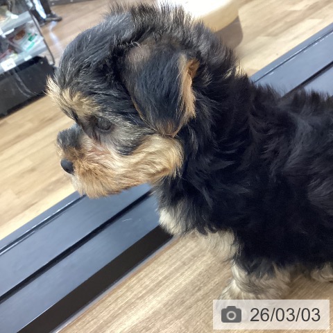 ヨークシャー・テリアの写真