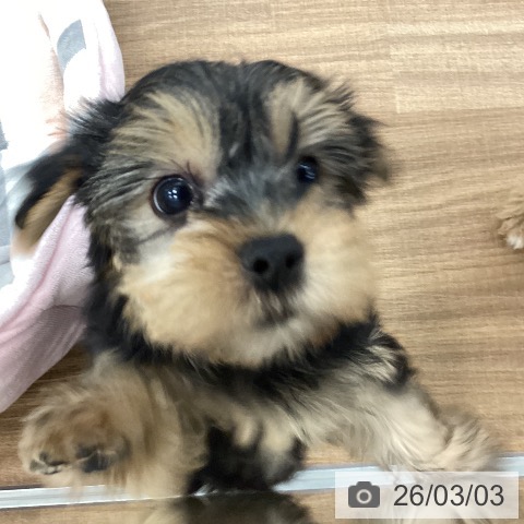 ヨークシャー・テリアの写真