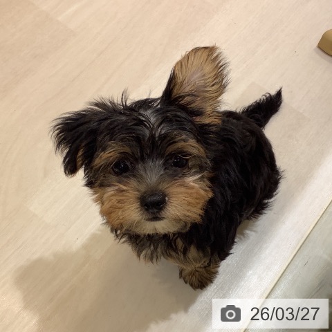 ヨークシャー・テリアの写真