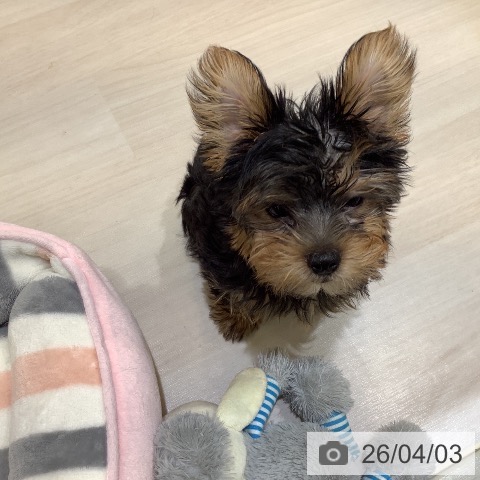 ヨークシャー・テリアの写真