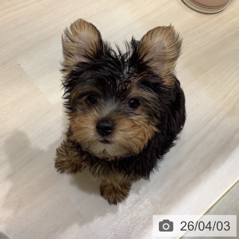 ヨークシャー・テリアの写真