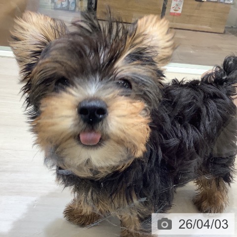 ヨークシャー・テリアの写真