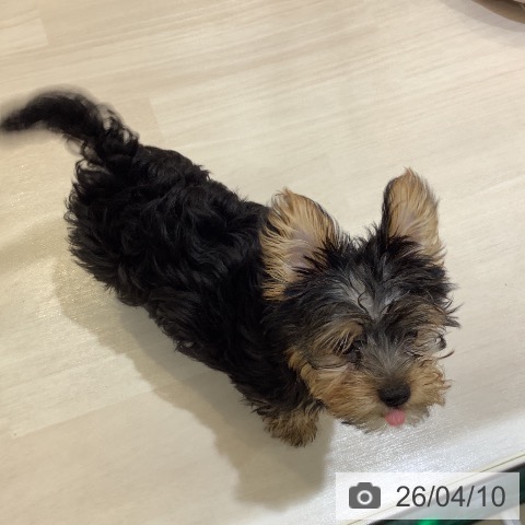 ヨークシャー・テリアの写真