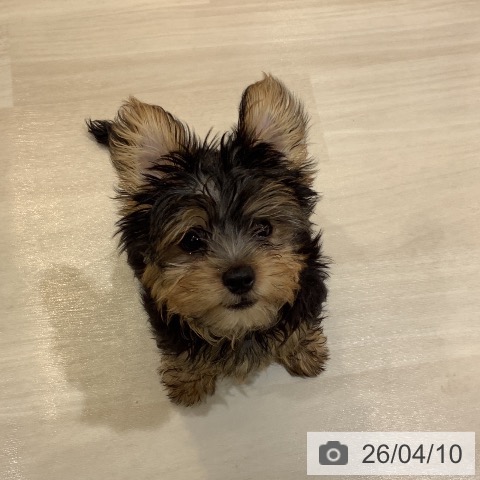 ヨークシャー・テリアの写真