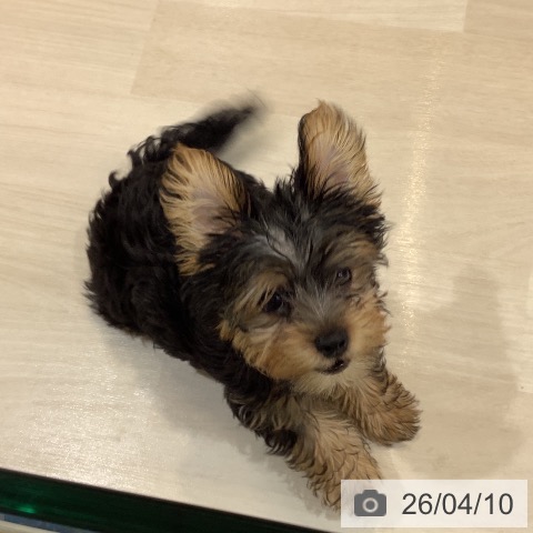 ヨークシャー・テリアの写真