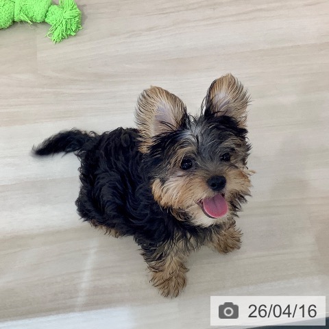 ヨークシャー・テリアの写真