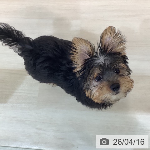 ヨークシャー・テリアの写真