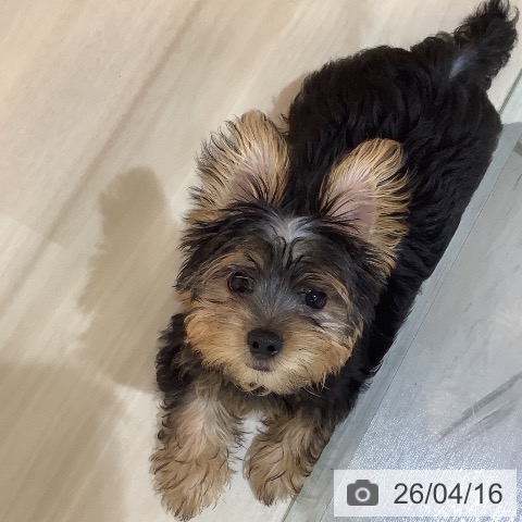 ヨークシャー・テリアの写真