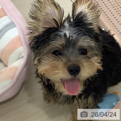 ヨークシャー・テリアの写真