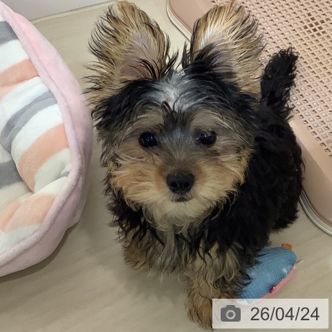 ヨークシャー・テリアの写真