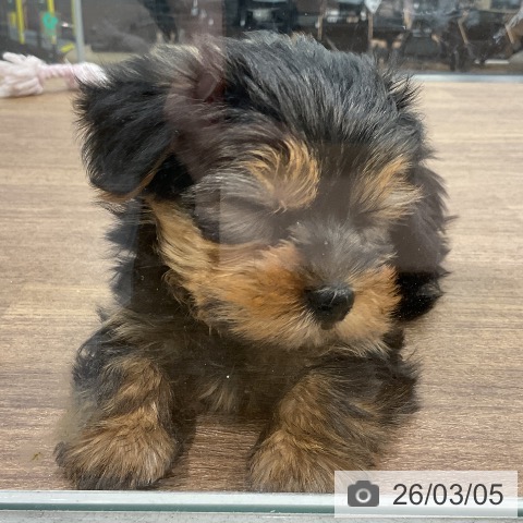 埼玉県のヨークシャーテリア (ペッツワン 吉川美南店/2025年12月31日生まれ/男の子/スチールブルータン)の子犬の4枚目の画像