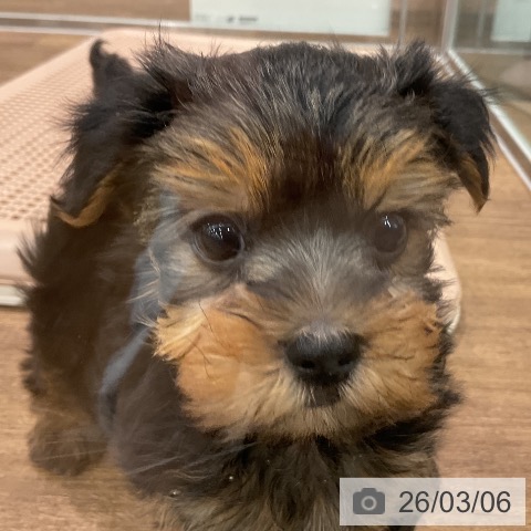 埼玉県のヨークシャーテリア (ペッツワン 吉川美南店/2025年12月31日生まれ/男の子/スチールブルータン)の子犬の3枚目の画像