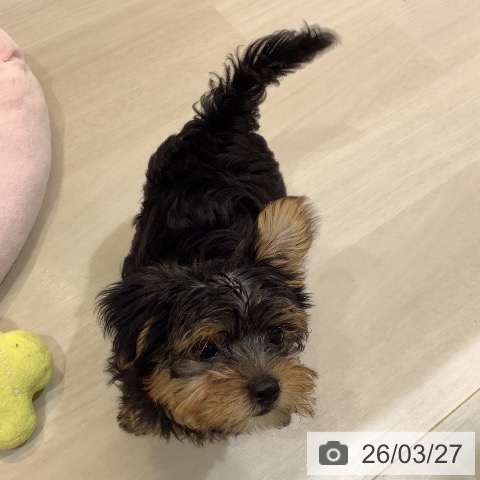 埼玉県のヨークシャーテリア (ペットプラス クレアモール川越店/2025年12月31日生まれ/男の子/スチールブルータン)の子犬の3枚目の画像