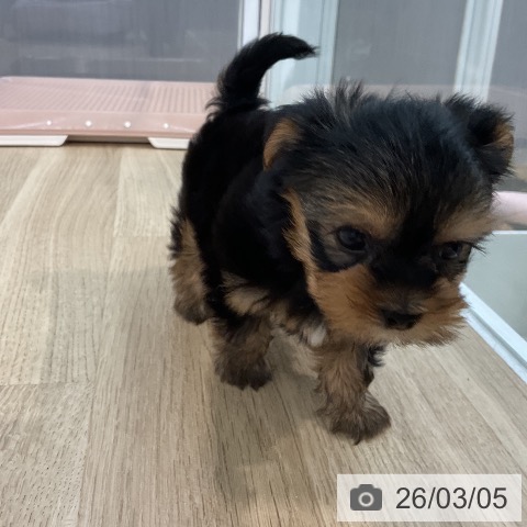 埼玉県のヨークシャーテリア (ペットプラス ららぽーと新三郷店/2025年12月31日生まれ/女の子/スチールブルータン)の子犬の4枚目の画像