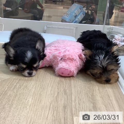 埼玉県のヨークシャーテリア (ペットプラス ららぽーと新三郷店/2025年12月31日生まれ/女の子/スチールブルータン)の子犬の4枚目の画像