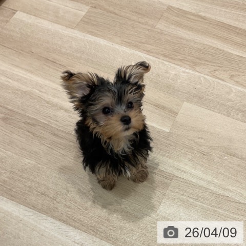 群馬県のヨークシャーテリア (ペットプラス イオンモール太田店/2025年12月31日生まれ/女の子/スチールブルータン)の子犬の4枚目の画像