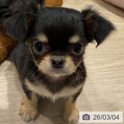 埼玉県のチワワ(ロング) (ペットプラス コクーンシティ店/2025年12月21日生まれ/女の子/ブラックタン)の子犬の4枚目の画像